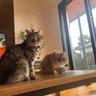 ぺんどり profil fotoğrafı