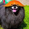 たぬき's profile picture