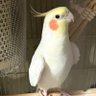 Фото профиля ツツウラウラ