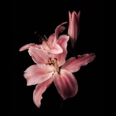 黑飱's profile picture