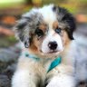 FloofRescue 🐾 profil fotoğrafı