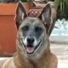 Malinois 的头像