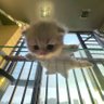 cat profil fotoğrafı