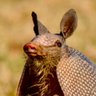 critter ✝️ profil fotoğrafı