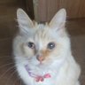 Profilbild von 保護猫サマンサと飼主タカのつぶやき🍀