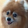 dam_ganjyu's profile picture