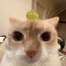 Rakki. 的头像