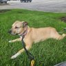 Home Improvement neighbor's adorable pittie.'s profile picture