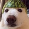 Woofermelon 2's profile picture