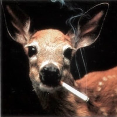 fatallfawn's profile picture