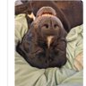 Kater ᛟᚷᚨ's profile picture