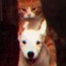 Profilbild von colino