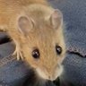 CAPernicusRattieBoi 的头像