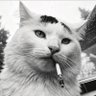 Gato Fumador's profile picture