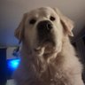 Sheep Dog's profile picture