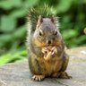 Profilbild von Steve the Douglas squirrel