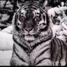 Фото профиля albert kennedy