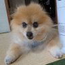 コロ助母ちゃん🐶 的头像