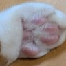 しょーとけーき 的头像
