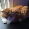 moochysdad profil fotoğrafı