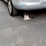 Cat under the car profil fotoğrafı