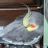 ユメルン🐤 profil fotoğrafı