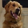 ᕈablo ᑕarrera (パブロ)'s profile picture