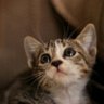 Animal Daily ☀️🐱's profile picture
