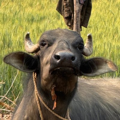 arapilkc's profile picture