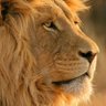 Profilbild von Mufasa
