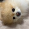 koko 的头像