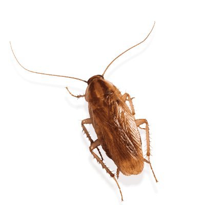Cockroach's profile picture