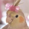 polly's profile picture