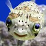 ปักเป้า 🐡 profil fotoğrafı