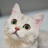 Фото профиля YQ