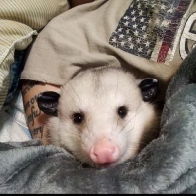 PossumHoss's profile picture