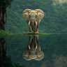 Chima profil fotoğrafı