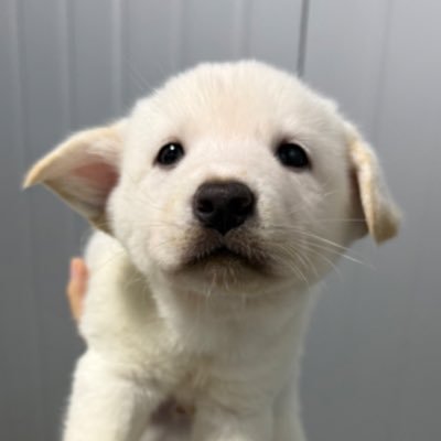 오늘의 강아지 추천's profile picture