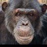 monke profil fotoğrafı
