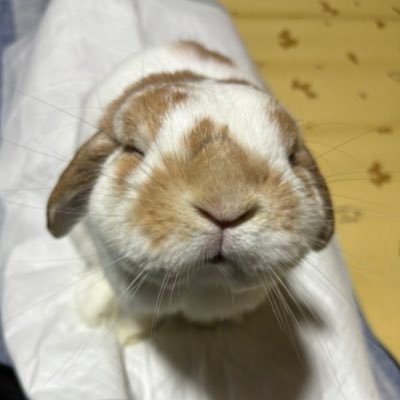 まる's profile picture