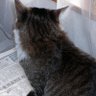 ねこきち先輩 profil fotoğrafı