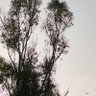 Himanshu Goel profil fotoğrafı