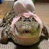 Profilbild von Putis User 🐊