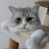 ヨネコ profil fotoğrafı