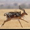 Magdi Kamal profil fotoğrafı