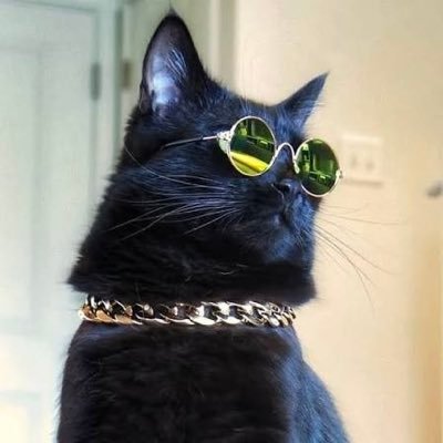 El gato de X's profile picture