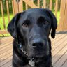 Gary Scotian 🇨🇦's profile picture