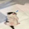 Cat 的头像