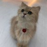 อินชอนออมม่า ✞'s profile picture