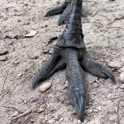biodiversity insight's profile picture